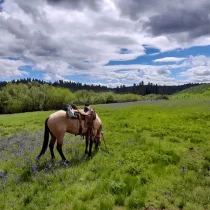 a saddled horse in the middle of an open space