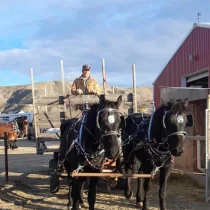 a man with a team of horses pulling a carriage