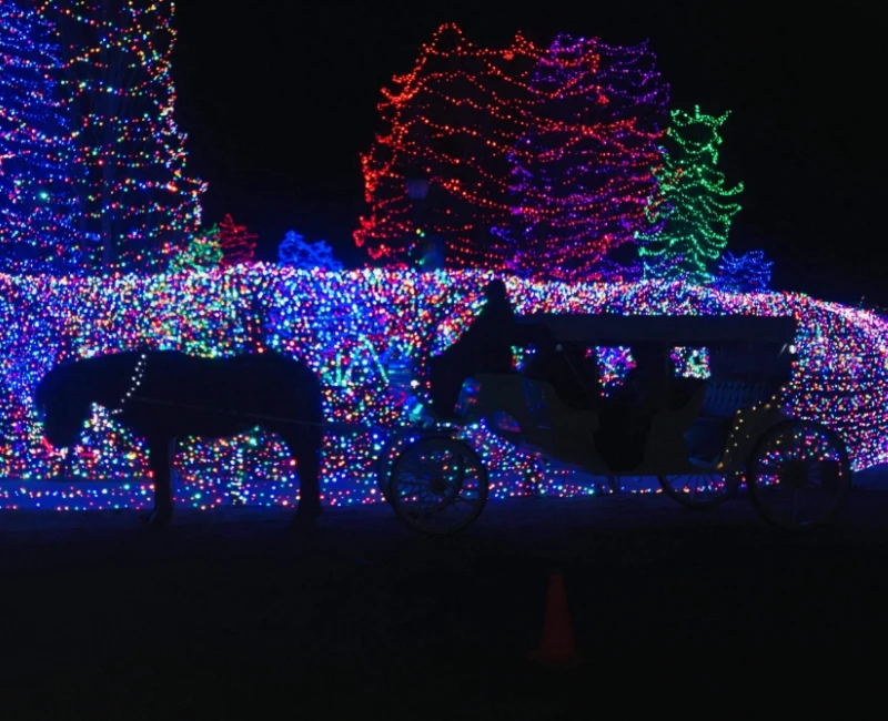 Carriage being pulled by horses for the Christmas light tour